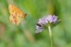 306757 – Photo : Didier GODREAU – France (25)